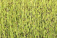 Equisetum fluviatile